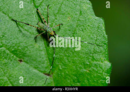 Bush, Katydid Scudderia sp., Nymphe Stockfoto