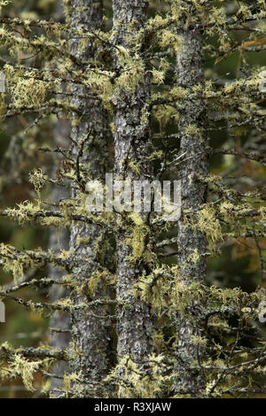 Old Mans Bart Flechten auf Tamarack, Hiawatha National Forest, Alger County, der Oberen Halbinsel von Michigan. Stockfoto