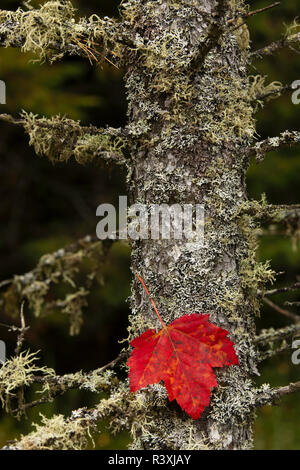 Red Leaf und Old Mans Bart Flechten auf Tamarack, Hiawatha National Forest, Alger County, der Oberen Halbinsel von Michigan. Stockfoto