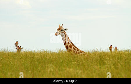 Sitzung Giraffen im langen Gras Stockfoto