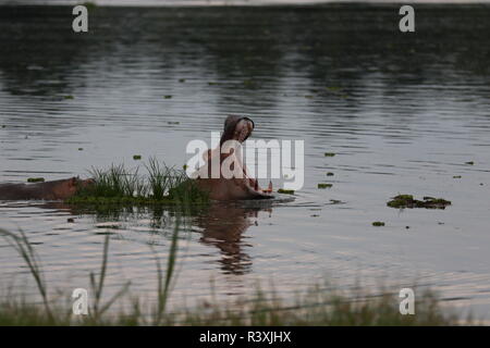 Mutter & junge nilpferd (Hippopotamus amphibischen) in ruhiger Fluss mit Mutter den Mund offen, teilweise durch schwimmende Vegetation verdeckt Stockfoto