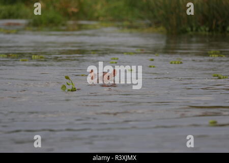 Augen & Ohren der einsame Junge Flusspferd (Hippopotamus amphibischen) im Fluss mit schwebenden Vegetation Stockfoto