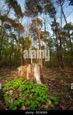 Wide Angle Shot eines kleinen sonnigen Green Spot in einem Wald. Stockfoto