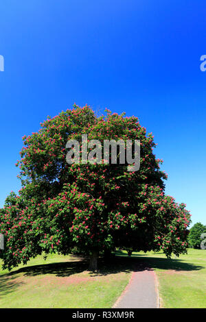 Das War Memorial Gardens, Bourne Eau, Bourne, Lincolnshire, England, Großbritannien Stockfoto