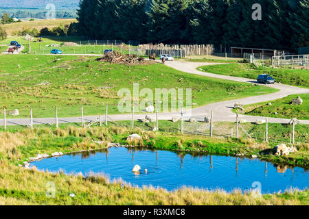 Autos fahren auf einer Safari durch Wisente Gehäuse und nähert sich Pola bear Enclosure mit einem kleinen Teich, Highland Wildlife Safari Park, Scotlan Stockfoto