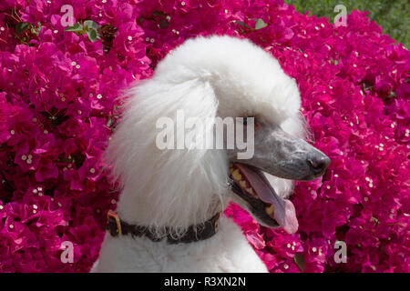 Standard Pudel vor der Bougainvillea Blumen Stockfoto