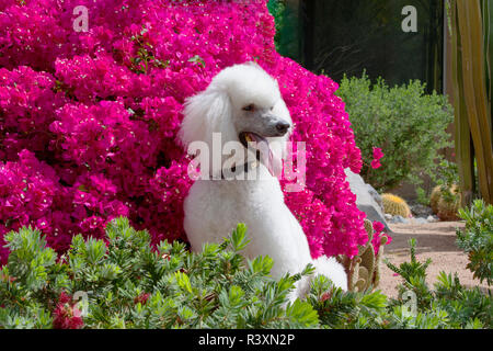 Standard Pudel vor der Bougainvillea Blumen Stockfoto
