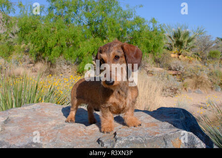 Doxen auf Felsen (MR) Stockfoto