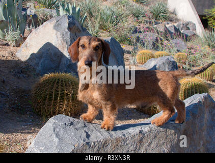 Doxen auf Felsen (MR) Stockfoto