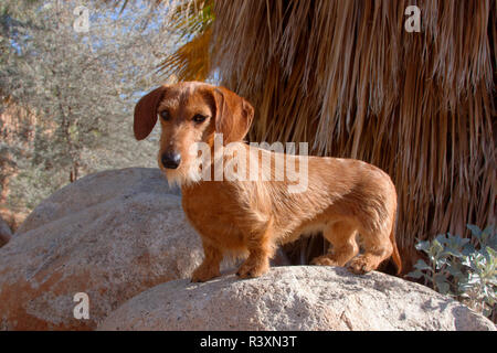 Doxen auf Felsen (MR) Stockfoto