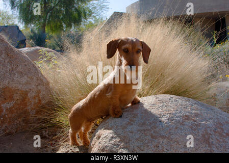 Doxen auf Felsen (MR) Stockfoto