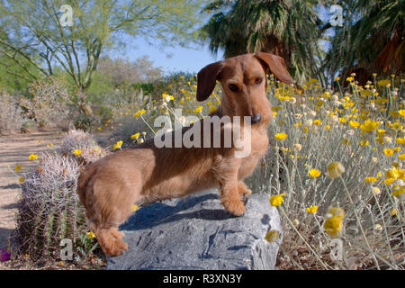 Doxen auf Felsen (MR) Stockfoto
