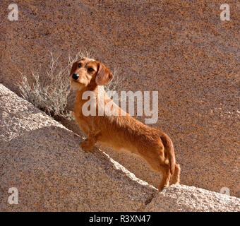 Doxen auf Felsen (MR) Stockfoto