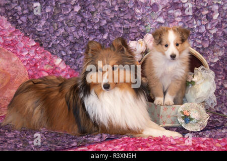 Shetland Sheepdog Mutter und Welpen (PR) Stockfoto