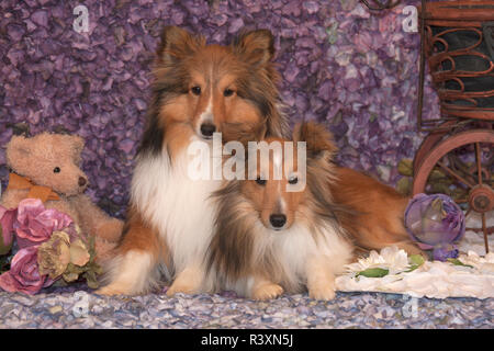 Shetland Sheepdog Mutter und Welpen (PR) Stockfoto