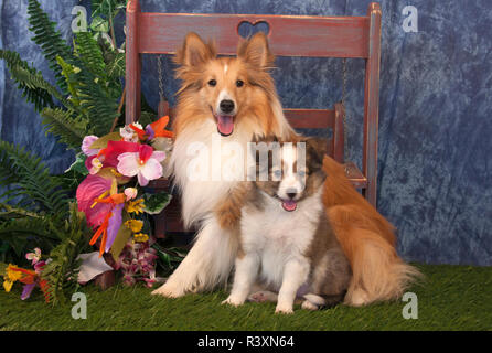 Shetland Sheepdog Mutter und Welpen (PR) Stockfoto