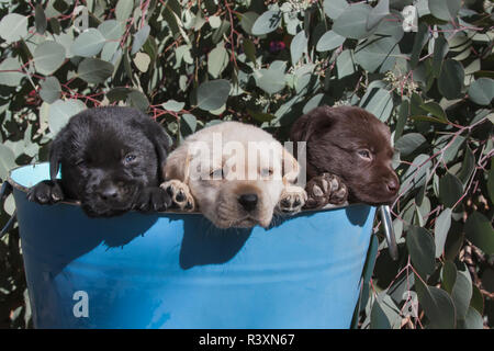 Weiß, schwarz, chocolate Labrador Retriever Welpen in einem blauen Eimer (PR) Stockfoto