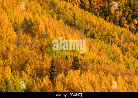 Herbst Aspen Bäume am Berghang von Million Dollar Highway in der Nähe von Crystal Lake, Ouray, Colorado Stockfoto