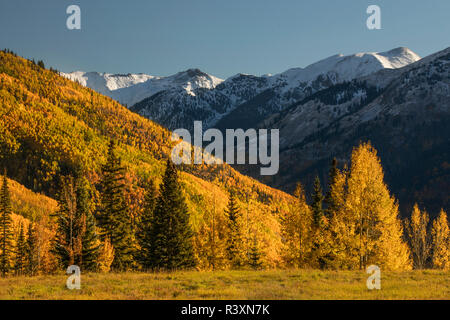 Herbst Aspen Bäume am Berghang von Million Dollar Highway in der Nähe von Crystal Lake, Ouray, Colorado Stockfoto