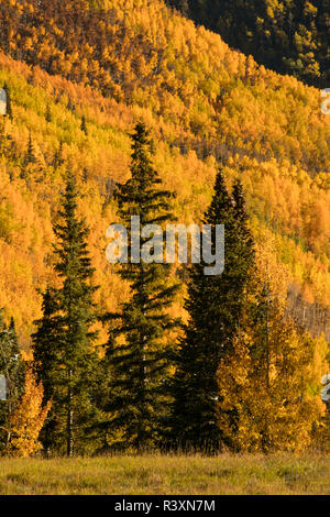 Herbst Aspen Bäume am Berghang von Million Dollar Highway in der Nähe von Crystal Lake, Ouray, Colorado Stockfoto