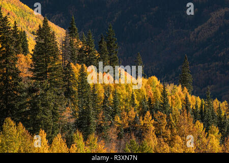 Herbst Aspen Bäume am Berghang von Million Dollar Highway in der Nähe von Crystal Lake, Ouray, Colorado Stockfoto