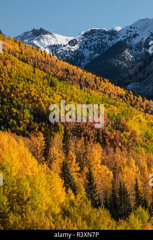 Herbst Aspen Bäume am Berghang von Million Dollar Highway in der Nähe von Crystal Lake, Ouray, Colorado Stockfoto