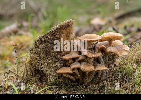 Pholiota squarrosa ist essbar, Pilz, allgemein bekannt als die shaggy scalycap, der Zottige Pholiota Pholiota oder Schuppig. Pilz, Natur b Stockfoto