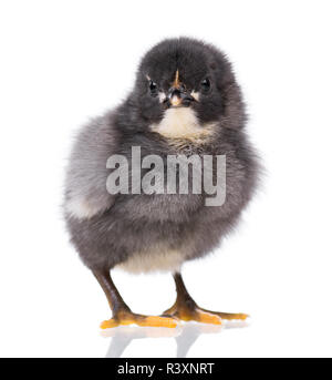 Süße kleine schwarze Huhn auf Weiß isoliert Stockfoto