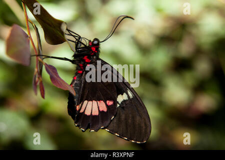 Cattleheart Butterfly Profil Stockfoto