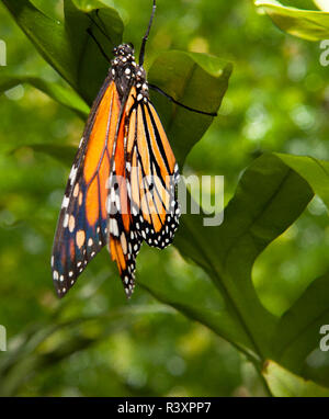 Monarch butterfly über grüne Stockfoto