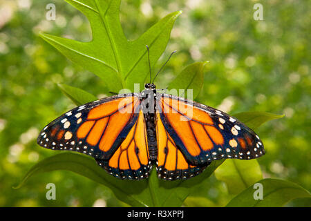 Monarch butterfly über grüne Stockfoto