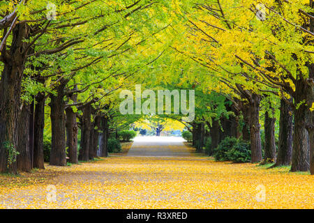 Gelbe Herbstfarbe ziert die Bäume in diesem Hain von Ginkgo Bäume Stockfoto