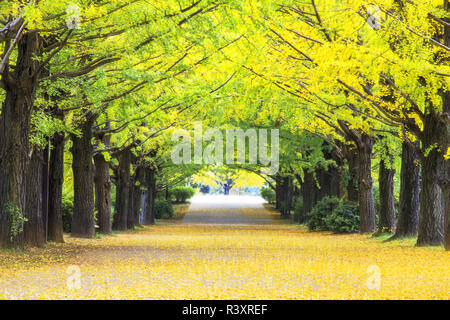 Gelbe Herbstfarbe ziert die Bäume in diesem Hain von Ginkgo Bäume Stockfoto