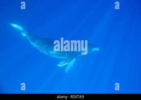Big Island, Hawaii, USA. Buckelwale unter Wasser. Stockfoto