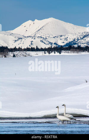 Trompeter Schwäne auf dem Harriman Ranch, Henrys Fork River, Idaho Stockfoto