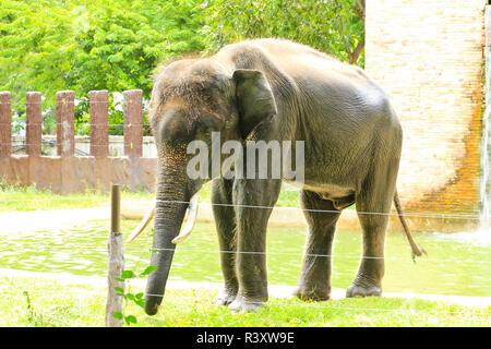 Elefanten in einem zoo Stockfoto