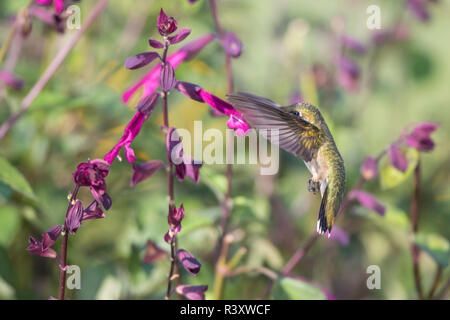 Ruby-throated hummingbird (Archilochus colubris) bei Salvia 'Liebe und Wünsche' Marion County, Illinois Stockfoto