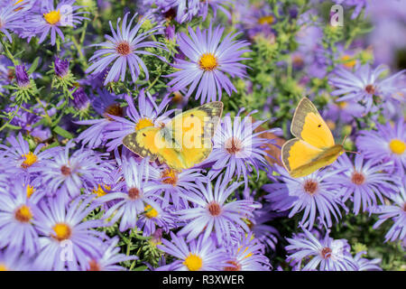 Orange Schwefel (Colias Eurytheme) männlich und weiblich auf Frikart Aster (Aster frikartii) Marion County, Illinois Stockfoto