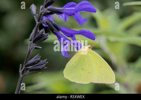 Wolkenlosen Schwefel (Phoebis Sennae) auf Salvia sp. Marion County, Illinois Stockfoto