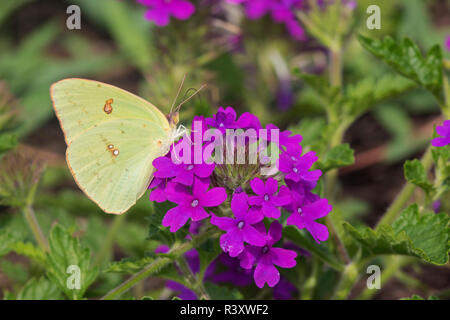 Wolkenlosen Schwefel (Phoebis Sennae) auf Verbena canadensis 'Homestead Purple' Marion County, Illinois Stockfoto