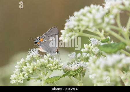 Grau Hairstreak (Strymon melinus) auf amerikanischen Boneset (Eupatorium perfoliatum) Marion County, Illinois Stockfoto