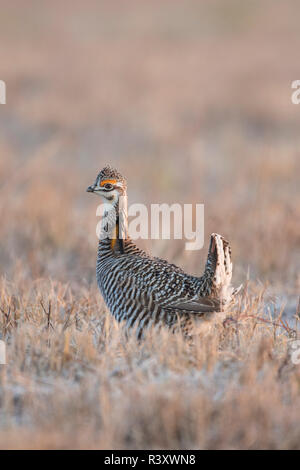 Mehr Prairie-Chicken (Tympanuchus Cupido) Männchen auf dem lek Prairie Ridge State Natural Area, Marion County, Illinois Stockfoto