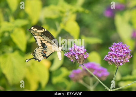 Riesige Schwalbenschwanz (Papilio Cresphontes) auf brasilianischen Eisenkraut (Verbena Bonariensis) Marion County, Illinois Stockfoto