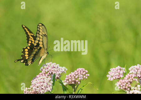 Riesige Schwalbenschwanz (Papilio Cresphontes) auf Sumpf Seidenpflanze (Asclepias incarnata) Marion County, Illinois Stockfoto