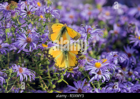 Orange Schwefel (Colias Eurytheme) auf Frikart Aster (Aster frikartii) Marion County, Illinois Stockfoto