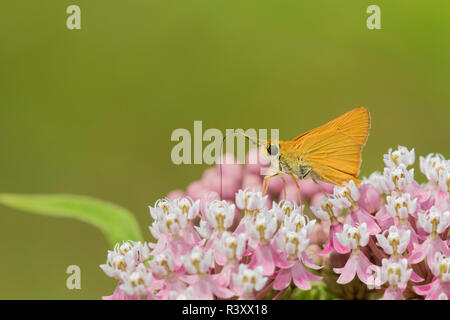 Delaware Skipper (Anatrytone Logan) auf Sumpf Seidenpflanze (Asclepias Incarnata) Marion County, Illinois Stockfoto