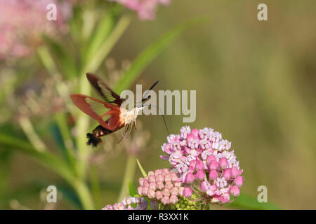 Hummingbird Clearwing (Hemaris Thysbe) auf Sumpf Seidenpflanze (Asclepias Incarnata) Marion County, Illinois Stockfoto