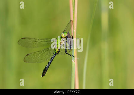 Osteuropa (Pondhawk Erythemis Simplicicollis) Weibliche mit Beute Marion County, Illinois Stockfoto