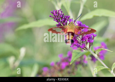 Hummingbird Clearwing (Hemaris thysbe) auf Butterfly Bush (Buddleja davidii), Marion County, Illinois Stockfoto