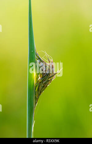 Big Bluestem (Andropogon gerardi) Grassamen Leiter Emerging, Marion County, Illinois Stockfoto